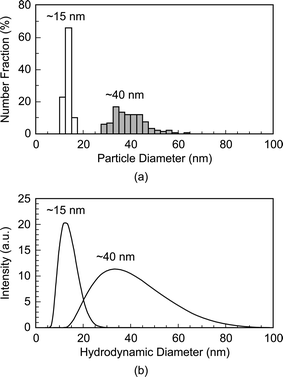 Particle size distributions of as-synthesized 15 and 40 nm Au NPs measured by (a) TEM and (b) dynamic light scattering (DLS). Note that DLS measures the hydrodynamic particle diameter, which was in close agreement with TEM.