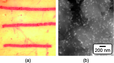 (a) Optical micrograph of scratches on the surface of a bovine cortical bone specimen labeled by 15 nm functionalized Au NPs, as shown by the characteristic red color. The width of the image is approximately 7 mm. (b) Backscattered SEM micrograph showing the surface of a scratch labeled by 15 nm functionalized Au NPs (bright spots).