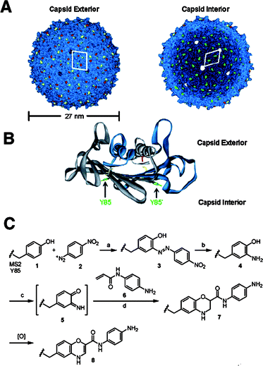 (a) exterior and interior of the ms2 capsid.