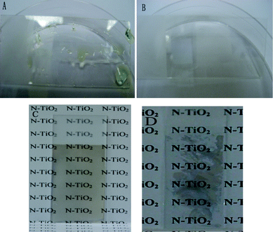 Images of pure glass substrates (A) without and (B) with heat treatment after being dipped into PTA aqueous solution; (C) coated with transparent N–TiO2–10 film on temporary superhydrophilic glass; (D) coated with N-doped titania film on glass without heat treatment.