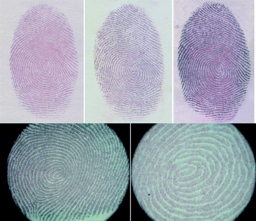 Optical images of latent fingerprints after development by in situ growth of gold nanoparticles on ridge patterns on paper strips.