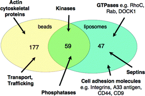 Venn diagram analysis of the purified PI(4,5)P2 interacting proteins showing the number of common and unique proteins pulled down by immobilised-NH2-PI(4,5)P2 and PI(4,5)P2-liposomes.