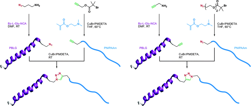 Convergent synthesis of bioconjugates by a combination of ATRP, NCA polymerization and click chemistry.110
