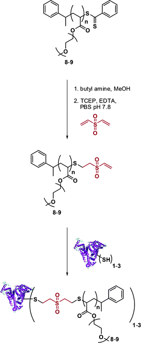 Synthesis of BSA-poly(PEGA) bioconjugates from vinyl sulfone-terminated polymers.117