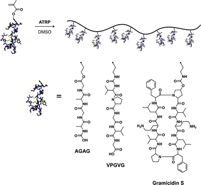 Polymerization of peptide-based monomers by ATRP.147–151