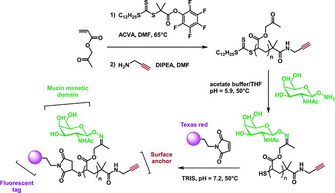 Synthesis of dual-end-functionalized mucin mimics using a polymer scaffold prepared by RAFT.312