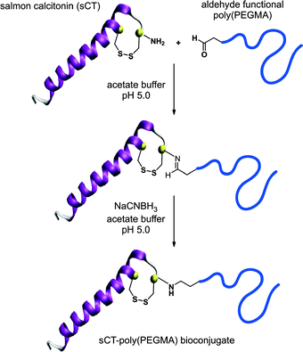 Design of sCT-poly(PEGMA) bioconjugates by a combination of ATRP and reductive amination.75