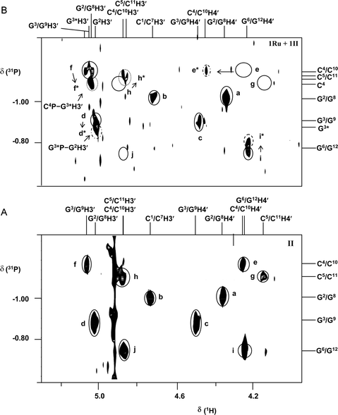 2D [1H, 31P] HSQC NMR spectra of (A) duplex II and (B) 1.1 : 1 1/II mixture (0.34 mM, 0.1 M NaClO4 at 283 K, pH 7.0) in 90% H2O/10% D2O, showing the backbone 31P (−1.4 to −0.60 ppm) to sugar ring H3′ (5.2–4.6 ppm) and H4′ (4.6–4.0 ppm) connectivities. The circles indicate Cn-31P/H4′, Cn-31P/Cn−1-H3′ and Cn-31P/Gn−1-H3′ or Gn-31P/H4′, Gn-31P/Gn−1-H3′ and Gn-31P/Cn−1-H3′ assignments. Note the disappearance of cross-peaks g and j, downfield shift of cross-peaks d, e, f, h and i to give new peaks d*, e*, f*, h* and i*, respectively, and decrease in intensity of cross-peaks c, d and f after ruthenation of G3N7 (Ru-IIa) and G6N7 (Ru-IIb). For DNA sequence, see Scheme 1.