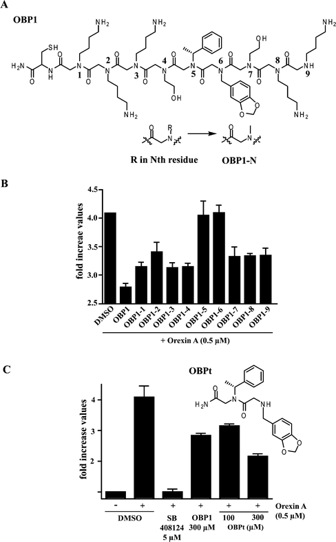 Pharmacophore identification via “sarcosine scanning”. (A) Each side chain (R) of the Nth residue was replaced, in turn, with a methyl group to afford OBP1-N (where N = 1–9), sarcosine containing peptoids. (B) Effects of sarcosine replacements on the antagonist activity of OBP1. The y axis shows the measured increase in cAMP concentrations in the cells relative to cells not treated with orexin (i.e., treatment with 0.5 μM orexin results in a four-fold stimulation of cAMP production). (C) Chemical structure of truncated OBP1 (OBPt) and its antagonist activity. Error bars represent the standard deviation of the mean of triplicate experiments.