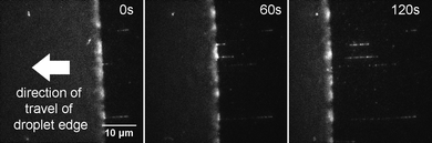 DNA combing using an evaporating droplet. Stills taken from a movie of DNA combing (see Supplementary Video 1). Exposure time is 1 s and each frame is 41.5 μm by 41.5 μm in size. DNA molecules that are adsorbed to the surface in the early frames of the movie are swept away by the receding edge of the droplet. Deposition occurs at the air–water interface, which is clearly seen in the movie because of the bright but blurred fluorescence intensity from several DNA molecules that are rapidly diffusing there. DNA molecules are combed and stretched to around 1.6× their crystallographic length.