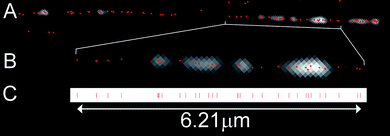 Positioning of the fluorophores. A) Image showing a single lambda DNA molecule. The average intensity image of the DNA taken from the movie is overlaid with the calculated fluorophore positions (red spots). B) Enlarged region of the DNA molecule in A. One pixel is 81 nm (∼150 bases). C) Positions from the DNA molecule in B projected onto a line.