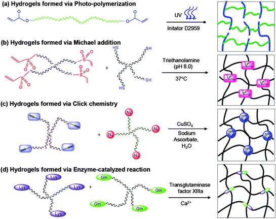 Reaction scheme for preparing PEG based hydrogels via (a) photo-polymerization; (b) Michael addition; (c) click chemistry; (d) enzyme-catalyzed reaction.