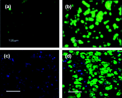 Enhanced chondrogenesis of human embryonic stem cell-derived cells (hESDCs) when exposed to RGD peptides, or chondrocyte-conditioned media. Pictures show hydrogel sections that were immunostained for collagen type II, an abundant cartilage ECM protein. hESDCs in unmodified PEGDA hydrogels showed little differentiation after 3 weeks in chondrogenic media (a), whereas neocartilage was formed by cells in RGD-conjugated hydrogels (b).73 Similarly, hESDCs cultured in normal growth medium for 12 weeks did not exhibit chondrogenesis (c), but those in conditioned medium clearly produced cartilage-like tissue in vivo (d).22 (Blue: nuclei; green: collagen II. All scale bars = 100 μm). (Reprinted with permission from ref. 73, Copyright (2006) by Mary Ann Liebert Inc. Publishers and ref. 22, Copyright (2008) by the National Academy of Sciences, USA).