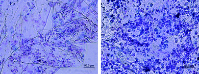 Alcian blue staining of cartilage construct comprising a PEG hydrogel seeded with MSCs, after 4 weeks of culture (GAG stained blue, nuclei stained red). (left) Blank hydrogel containing TGF-β3; (right) hydrogel containing triple-helical (GPO)4GFOGER(GPO)4GCG sequence and TGF-β3. Construct containing (GPO)4GFOGER(GPO)4GCG produced an abundance of cartilage-specific ECM rich in GAG. Unpublished data.