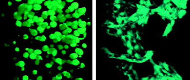 Osteogenesis of hMSCs encapsulated in degradable PEG hydrogels modified with signals. The cells were initially rounded with few intercellular interactions (left). With sufficient degradation over 2 weeks in vitro, there were enhanced cell-cell and cell-ECM interactions, leading to osteogenesis and tissue evolution (right). (Reprinted with permission from ref. 5, Copyright (2007) by The American Association for the Advancement of Science, USA).