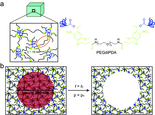 Two-photon induced degradation and complete erosion of photodegradable hydrogels. (a) Poly(ethylene glycol) (PEG)-based photodegradable hydrogels were formed (a, left) by redox-initiated free radical chain polymerization of PEGdiPDA (a, right) with PEGA. The crosslinking density of these gels corresponds to a mesh size (ξ) of approximately 10 nm (a, left), and the gels allow fibronectin to be physically entrapped within or covalently linked to the gel structure. (b) Focused, two-photon irradiation induces complete gel erosion when the focal point (red circle) dwells for enough time (t = tc) such that a sufficient fraction of PEGdiPDA crosslinks can be cleaved locally (p = pc) for a given average laser power. This photocleavage releases the polymer chains that comprise the hydrogel selectively from irradiated regions (b, right).