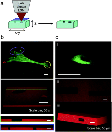 Feature formation to control ECM context and geometry. (a) Defined features can be patterned at the surface or within PEGdiPDA hydrogels by rastering the focal point of a two-photon laser scanning microscope (LSM, Zeiss LSM 710) through specific geometries using region of interest software. (b) Surface feature formation can be performed on size scales relevant to the cell (∼1 to 100 µm) and spatially confined to desired regions to disrupt adhesion at the anterior or posterior of adhered cells (purple oval and yellow circle) or to disrupt adhesion at individual filopodia (red triangle). To demonstrate this strategy, feature formation was performed in the absence of cells on the order of microns (red triangle) to 100 µm (purple oval) and was monitored with confocal microscopy (3D renderings of fluorescent confocal stacks and the corresponding cross-sections, green and blue lines). (c) Features were also patterned within the bulk of PEGdiPDA hydrogels to motivate the utility of this approach for directing encapsulated cells (c.i) to migrate down specific channels (c.ii) or for defining the geometry of the cell niche (c.iii). 20 µm and 30 µm wide channels were patterned into PEGdiPDA gels (c.ii) for representative channel formation, and a 45 µm wide square cylinder was patterned into a gel (c.iii) as a representative change to the geometry of the cell niche. Scale bars represent 20 µm, except as noted.