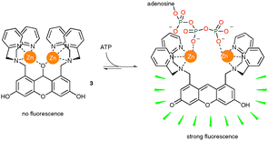 Turn-on fluorescence sensing of ATP by zinc complex 3 functions in vivo.