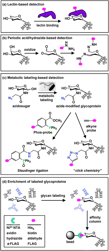 
            Glycoprotein detection and enrichment strategies. (a) A common biological approach for glycan detection utilizes carbohydrate-binding lectins, which can be conjugated to an epitope tag () for visualization. (b) A chemical approach oxidizes cis-diols of carbohydrates to aldehydes using periodic acid. Aldehydes are then reacted with hydrazide-conjugated tags to allow covalent attachment via a hydrazone linkage. (c) Azidosugars can be metabolically incorporated into cellular glycans to introduce azides into glycan structures. Azides can then be reacted with alkyne probesvia “click chemistry” (right) or phosphine probes (Phos-probe) via Staudinger ligation (left) to enable covalent attachment of probes to azide-labeled glycans. (d) Glycoproteins labeled using any of the described detection strategies (a–c) can be enriched from other cellular proteinsvia affinity column chromatography.