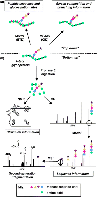 
              MS and NMR-based strategies for glycan characterization. Information about glycan structure can be derived by two MS approaches, (a) “top down” and (b) “bottom up”. (a) In the “top down” approach, an intact glycoprotein is analyzed directly using Electron Transfer Dissociation (ETD) or Collision Induced Dissociation (CID) MS techniques. ETD induces backbone fragmentation, resulting in a mass spectrum that reveals information about peptide sequence and glycosylation sites. CID favors fragmentation of glycosidic bonds, providing information about glycan composition and branching. (b) In the “bottom up” approach, the glycoprotein is first digested by Pronase E to yield the glycan moiety attached to a single amino acid. This glycan product is then analyzed by NMR to acquire structural information about the glycan and/or by MS and MS/MS to acquire sequence information. An ion peak of a monosaccharide can be subjected to second-generation fragmentation (MS3), which results in the loss of carbohydrate side chains and provides structural information about the monosaccharide unit.