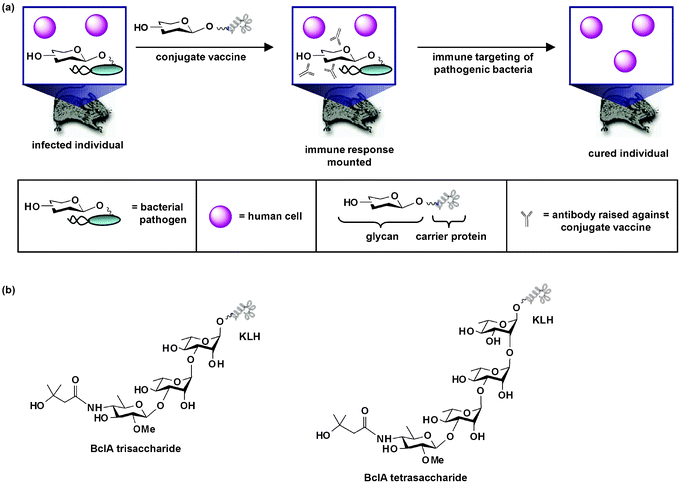 Conjugate carbohydrate-based anti-bacterial vaccines. (a) When an anti-bacterial conjugate vaccine circulates in the body, it elicits an immune response which leads to the production of antibodies against the glycan moiety of the vaccine. The immune system then mounts a defense against pathogenic cells covered with the carbohydrate antigen. This response in turn leads to eradication of pathogenic cells from the host. As shown, the conjugate vaccine is a therapeutic measure used after infection has occurred. Alternatively, the vaccine can be a prophylactic measure given before bacterial challenge. (b) Structures of synthetic conjugate vaccines containing a trisaccharide or tetrasaccharide moiety of Bacillus anthracis's spore glycoprotein BclA. These vaccines, which contain the unique sugar 2-O-methyl-4-(3-hydroxy-3-methylbutamido)-4,6-dideoxy-d-glucopyranose (anthrose), are antigenic in animal infection models and direct an immune response against the anthrose structure.