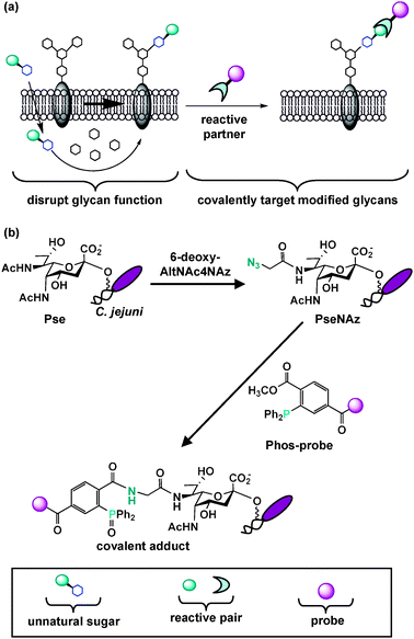Metabolic oligosaccharide engineering introduces structural modifications into glycans, thus providing the opportunity to disrupt glycan function or covalently target unique glycans with therapeutics. (a) An unnatural sugar can be metabolically processed by the cell's carbohydrate biosynthetic enzymes and ultimately modify and potentially disrupt natural glycan structures. Modified cell surface glycans that contain a reactive functional group can be elaborated with a reactive partner to form a covalent adduct on the cell surface. This two-step process enables covalent targeting of modified glycans with probes for detection and therapeutic intervention. This general approach should be amenable to selectively disrupting and covalently targeting bacterial glycans. (b) Tanner, Logan and coworkers selectively replaced pseudaminic acid (Pse) residues on C. jejuni flagella with azido-pseudaminic acid (PseNAz) by feeding C. jejuni the azidosugar 6-deoxy-AltNAc4NAz, a dedicated metabolic precursor to PseNAz. They then covalently labeled and detected PseNAz residues on C. jejuni using Staudinger ligation with a phosphine probe (Phos-biotin).
