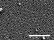 
          SEM image of a sintered membrane made from 235 nm (preshrunk diameter) silica spheres (size bar = 2.5 μm).