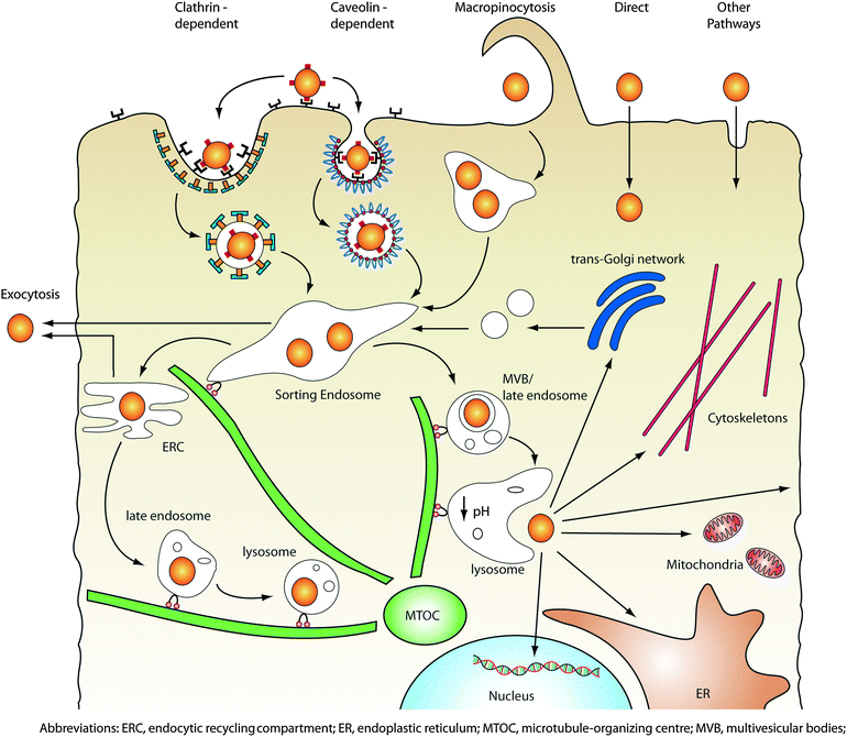 Intracellular transport of nanoparticles. After internalization via one or more of the endocytic pathways, nanoparticles are trafficked along the endolysosomal network within vesicles with the help of motor proteins and cytoskeletal structures. Vesicles can transport their contents into sorting endosomes, or excrete/recycle them back to the cell surface by fusing with the plasma membrane. Alternatively, endosomes can mature into lysosomes via luminal acidification and recruitment of degradative enzymes, which target the vesicle contents for degradation. In order to access cytoplasmic or nuclear targets, nanoparticles must be capable of escaping from the endolysosomal network as well as traverse through the crowded cytoplasm.