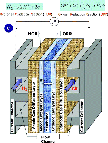 Schematic diagram of a polymer electrolyte fuel cell.