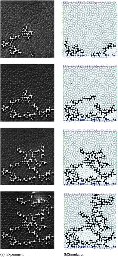 Displacement patterns observed during the drainage experiment in the model porous medium. Water (in white) injected from the bottom edge displaces air (in dark grey). (b) Simulated displacement patterns using IP model (invading phase in black).171