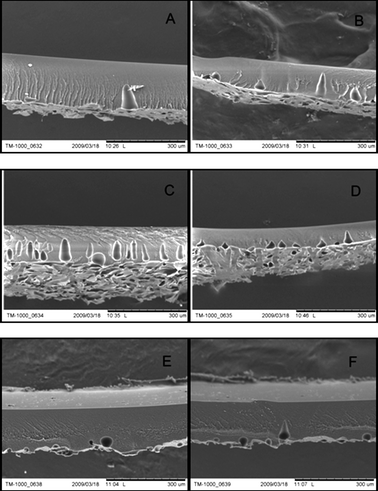 
            SEM pictures of cross-sections of 22 wt% PI membranes prepared from dope solutions with varying DMSO/acetone ratio; A) M1, DMSO/acetone : 3/1 B) M2, DMSO/acetone : 5/1; C) M3, DMSO/acetone : 7/1; D) M4, DMSO/acetone : 11/1; E) M5, DMSO/acetone : 13/1; F) M6, DMSO/acetone : 15/1.