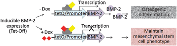 
          Biological model of inducible BMP-2 expression under 
          Tet
          -off 
          gene expression
          . Dox concentration dependent BMP-2 expression leads to concentration-dependent osteogenic differentiation.