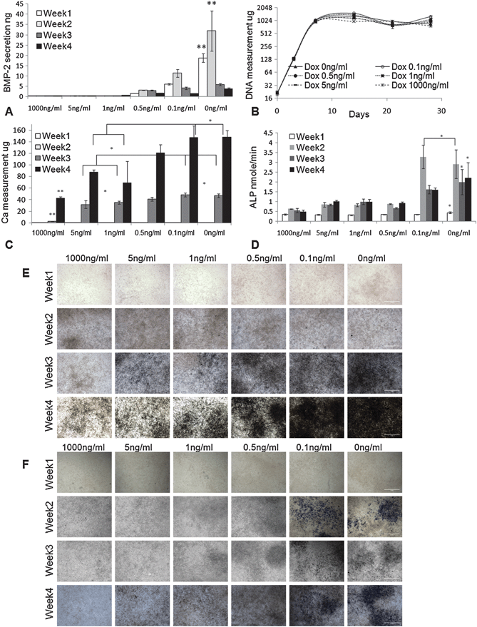 
            Characterization of inducible BMP-2 expressing 
            cell
             line (C9). (A) ELISA measurement of the secreted BMP-2 in culture media (n = 3). (B) C9 cell proliferation profile by DNA measurement (n = 6). (C) Measurement of Calcium deposition (n = 4). (D) Measurement of alkaline phosphates (ALP) (n = 4). *: p < 0.05. **: p < 0.05. (E) von Kossa staining of the C9 cells. (F) ALP staining of the C9 cells. Original magnification: 200×. Scale bar: 1 mm.