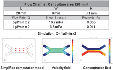 
            Flow analysis. Simplified flow model, the steady-state velocity and concentration profiles are shown for a flow rate of 1 μl min−1 × 2. Data were calculated for the diffusion coefficient DDox = 3.93 × 10−6 cm2s−1, fluid viscosity ν = 10−3 Pa s, fluid density ρ = 103 kg m−3, and inlet concentrations CDox = 1 ng ml−1 = 2.25 × 10−12 mol ml−1 and CDox = 0 ng ml−1.