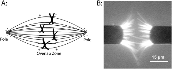Organizing microtubules into spindle-like assembliesin vitro. (A) Diagram of microtubule organization in the metaphase mitotic spindle. Microtubule minus-ends are anchored at each pole and the plus-ends extend into the overlap zone at the equator of the cell. During mitosis, chromosomes move along spindle microtubules, eventually reaching the equator of the cell before separating and moving toward each pole. (B) Organizing microtubulesin vitro using AC electrokinetics. Cr microelectrodes were patterned on a quartz substrate and a 30 Vp–p, 5 MHz electric field was applied. Microtubules are attracted to the electrode edges where the field gradients are maximal, and the combination of dielectrophoretic forces and electrohydrodynamic fluid forces align the microtubules. Image was taken while the electric field was on. Image taken from Uppalapati et al.8 with permission from Wiley-VCH.