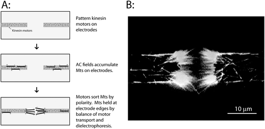 Sorting microtubules by polarity using patterned kinesin motors. (A) Conventional kinesin motors were selectively patterned on the electrodes as described in text. When the electric field was turned on, microtubules were attracted to the electrodes and were transported along the electrodes by the immobilized kinesin motors in a direction defined by their initial polarity. Over time, a bundle of microtubules accumulate at the electrode tips, and are held there by motor-driven forces that push them into the electrode gap, and dielectrophoretic forces that pull them back to the electrodes. (B) Image of the resulting microtubule bundles accumulated at electrode tips. Image was taken while the electric field was on. A movie of microtubule accumulation and sorting by the electrodes is available as Supplementary Movie 1.