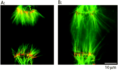 Extending immobilized microtubules by polymerization to create microtubule overlap zone. (A) Oriented bundles of microtubules accumulated at electrode edges by dielectrophoresis and bound through biotin–avidin linkages. When electrodes with >20 μm spacing are used, microtubules attached through biotinylated minus-ends have minimal overlap. (B) Free tubulin was flowed into the chamber to extend the microtubules, and then a taxol solution was introduced to stabilize them. Microtubules are longer and are overlapped at the midzone. Colors are same as Fig. 3. Images were taken after the electric field was turned off.