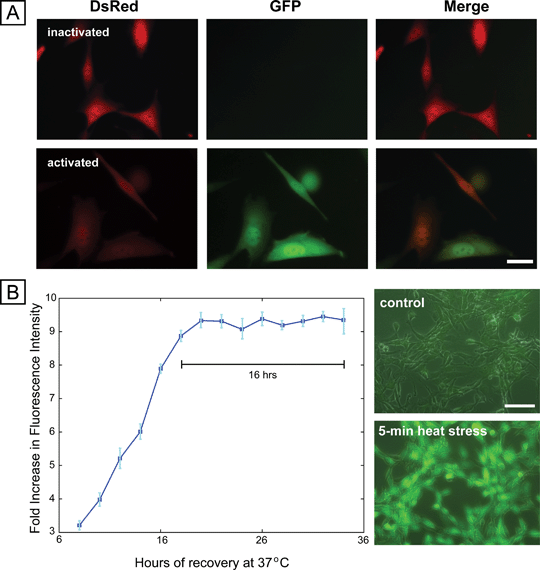 
            Cell
            -based stress sensor. (A) Fluorescence microscopy images of cells before and after stress activation using sodium arsenite, showing constitutive expression of DsRed and inducible expression of EGFP. Scale bar 25 μm. (B) Dynamics of expression of sensor after removal of sodium arsenite stressor, showing stable EGFP expression for 16 h (left panel). Right panel shows the response of the sensor to short duration (5 min) heat stress, with robust expression of EGFP.