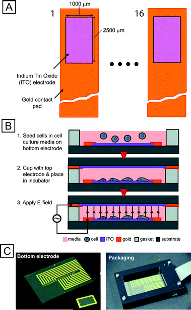 
            Integrated microfabricated platform. (A) Schematic (not to scale) of top-view of an array of 16 electrode sites. Transparent conductor (ITO) allows for imaging cells using conventional fluorescence microscopy. (B) Technique for seeding electrode sites with cells and preparing device for screen. (C) Images of electrode chip (left), top electrode (inset) and packaging setup (right).
