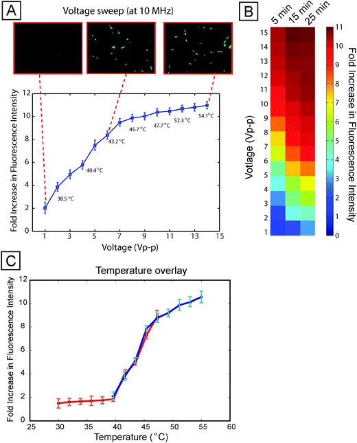 
            Voltage sweep. (A) Average per-cell fluorescence intensity (normalized to unexposed controls) across varying voltage, at 10 MHz and 15 min stimulation duration, showing that stress activation increases with applied voltage. Numbers in the plot correspond to measured temperatures in each chamber. Images show representative GFP fluorescence at low, medium, and high voltage. Error bars represent standard deviation across three independent experiments. A 1 V exposure corresponds to a field of 8 × 103 V m−1. (B) A heat map showing a voltage sweep for different durations of field exposure. Longer durations of exposure show increased cellular stress levels. (C) Temperature overlay. Plots of temperature correlated to fluorescence intensity for voltage sweeps performed at 37 °C (blue line) and 30 °C (red line). Error bars represent standard deviation across three independent experiments.