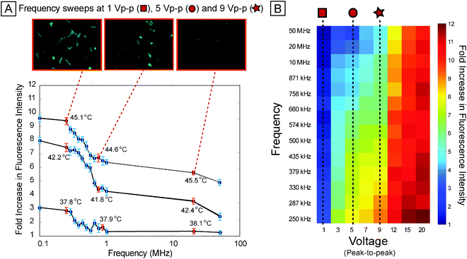
            Frequency sweep. (A) Per-cell fluorescence intensity of reporter as frequency is swept, for 9 Vpp, 5 Vpp, and 1 Vpp (all at 15 min exposure duration), showing increased stress activation at low frequencies (less than ∼500 kHz) compared to higher frequencies (greater than ∼1 MHz). Top panel shows fluorescence images of representative scan points at 9 Vpp. (B) Heat map showing average per-cell fluorescence across 8 voltages (from 1 Vpp through 20 Vpp) and 13 frequencies (from 250 kHz to 50 MHz). Sweeps across frequency (at different voltages) show similar trends with increased stress at lower frequencies.