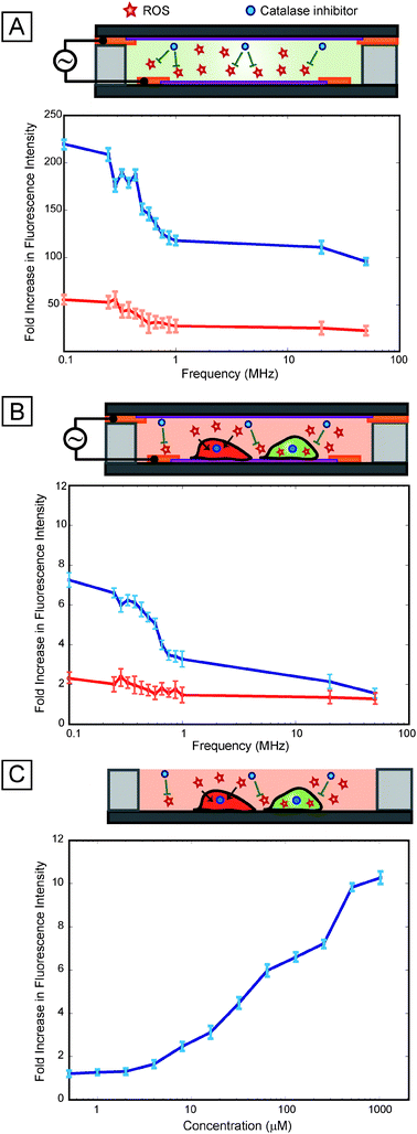 
            Role of ROS. (A) Cell-free assay performed at 4 Vpp using ROS-responsive dyes show increasing ROS activation at low frequencies (below 1 MHz) and relatively low ROS activation at higher frequencies (blue line). The addition of an oxygen scavenger, catalase (which catalyzes the reduction of hydrogen peroxide to water and oxygen) results in an ∼5× attenuation of activation (red line) suggesting that oxygen species are the most dominant radicals generated. (B) Results of frequency sweep (at 4 Vpp) with our cell-based sensor indicate that response to ROS is resulting in low frequency activation (blue line) as the trend is considerably attenuated with addition of catalase (red line) resulting in a near flat line response (solely due to heating effects). (C) Dose response of ROS (using tert-butyl hydroperoxide), indicating that the cell-based sensor has a similar graded response to chemical stressors as well as thermal stressors (as shown Fig. 3).