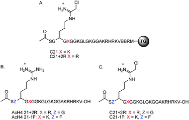 (A) Structure of the resin bound C21 derivatives. (B) Structure of AcH4-21+2R and AcH4−1F substrates. (C) Structure of C21+2R and C21−1F inhibitors.