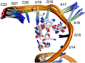 Alignment of 16S RNA structures with reference aminoglycosides bound to the ribosomal A-site.