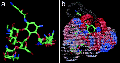 Alignment of A-site bound crystal conformations of aminoglycoside antibiotics (a), and the computed pseudoreceptor model of an idealized ‘A-site like receptor’ (b). Spheres indicate potential interaction sites (red: potential hydrogen-bridge acceptor; blue: potential hydrogen-bridge donor). Individual pharmacophoric features are weighted by their relevance for the underlying ligand ensemble. For actual virtual screening of a compound collection, we used a correlation-vector representation of the pseudoreceptor model.