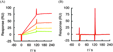 
          SPR sensorgram between 1 (0.125–1 μM) and hVEGF165 (A) or 1 (0.125–2 μM) and hVEGF121 (B). Each protein was immobilized on a sensor chip CM5 by an amine coupling reaction and then various concentrations of 1 were injected. Association: 120 s, dissociation: 120 s. Response curves were generated by subtraction of the background signals generated simultaneously on the control flow cell (protein-non-immobilized cell), the injection of vehicle, and bulk response by DMSO. RU: resonance unit. 1 RU = 1 pg mm−2.