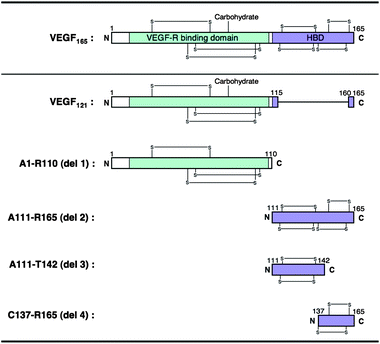 Schematic representations of hVEGF165 monomer and its truncated version designed in this study.