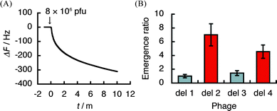The scanning of βSQDG (1)-binding region by T7 phage display selection using a quartz-crystal microbalance (QCM). (A) A representative QCM sensorgram obtained by the injection of a T7 phage library that displays defined segments (del 1–4) of hVEGF165. (B) Emergence of T7 phage particles after the selection by 1. The data are displayed in terms of the emergence ratio of each T7 phage of 24 arbitrarily selected T7 phage particles from the recovered solution with 1 on the gold electrode of the sensor chip and that from the unscreened parent library. The data show means ± SE of three individual experiments. 1 Hz = 0.62 pg mm−2.