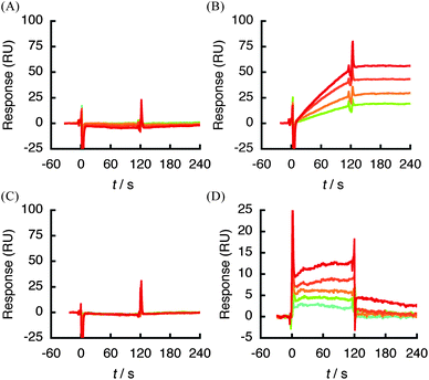 
          SPR sensorgram of analysis between 1 (0.125–2 μM) and truncated hVEGF165protein immobilized on a sensor chip CM5. (A) A1-R110 (del 1) in hVEGF165. (B) 1 (0.125–1 μM) and A111-R165 (del 2). (C) A111-T142 (del 3). (D) C137-R165 (del 4).