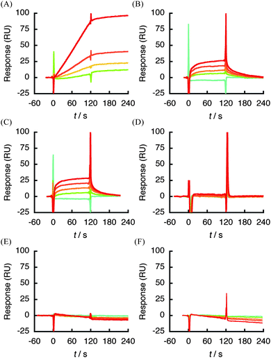 Structure–binding relationship studies using a SPR biosensor. hVEGF165 was immobilized on sensor chip CM5 and various concentrations of SQAG analogues (2; 0.125–1 μM, 3–5; 1.25–20 μM, 6, 7; 0.125–2 μM) were respectively injected. (A) 2 and hVEGF165. (B) 3 and hVEGF165. (C) 4 and hVEGF165. (D) 5 and hVEGF165. (E) 6 and hVEGF165. (F) 7 and hVEGF165.